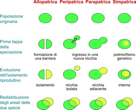 Schema della speciazione ibrida con specie parentali e specie ibrida