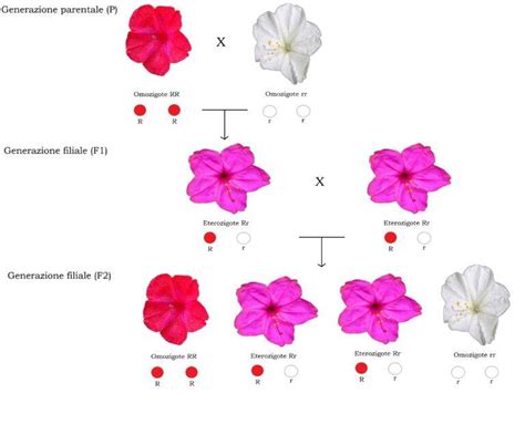 Diagramma che illustra la generazione F1 e F2 di una pianta ibrida