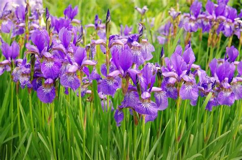 Fiore di iris e foglie di violetta