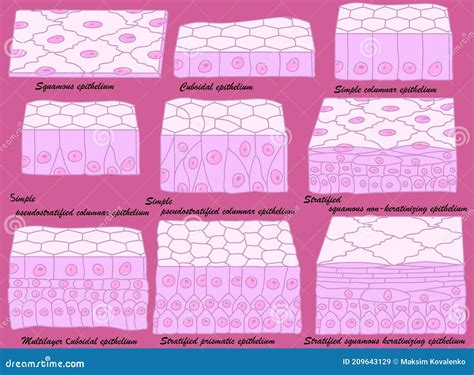 Illustrazione delle diverse configurazioni di finestrini del T1