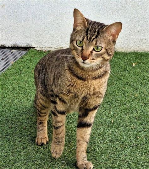 gatto tigrato che guarda una GoPro