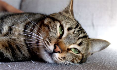 un gruppo di cani e un gatto tigrato che guardano verso la fotocamera