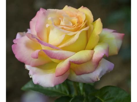 Rose Ibridi di Tea 