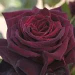 Rose Ibridi di Tea 