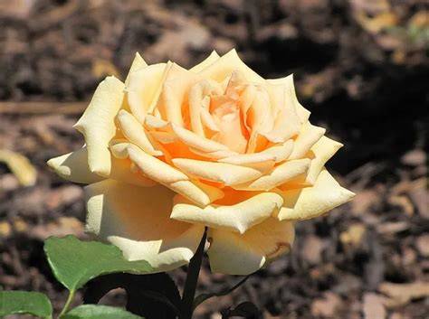 Rose Ibridi di Tea 
