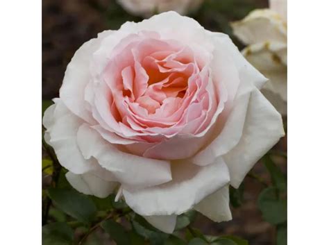 Rose Ibridi di Tea 