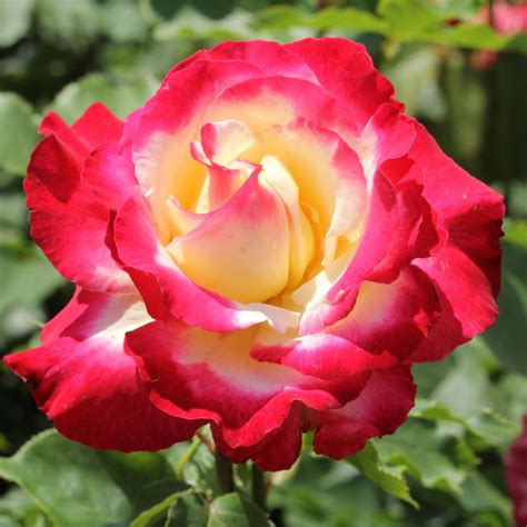 Rosa Hybrid Tea 