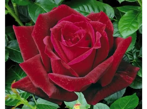 Rose Ibridi di Tea 