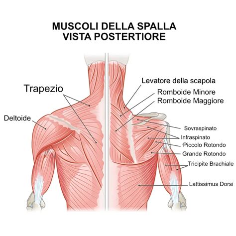 Diagramma anatomico della spalla