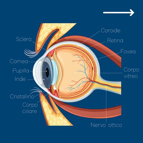 Occhio umano con evidenziata l'iride