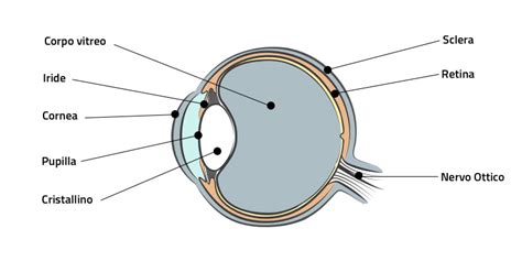 Cornea umana con evidenziate le sue strutture