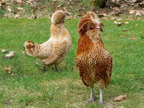 Galline che ballano con la testa ferma