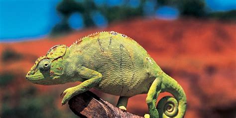 La Camaleonte in una delle sue trasformazioni