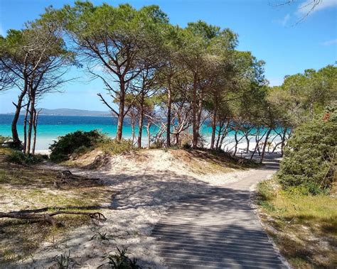Spiaggia con camper e pineta