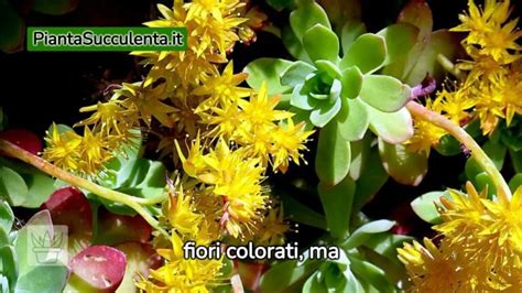 Varietà di Sedum Sunsparkler® con diverse colorazioni fogliari