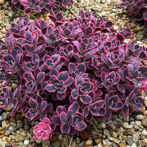 Schema di variazione colore di Sedum 'Dream Dazzler' in base all'esposizione solare