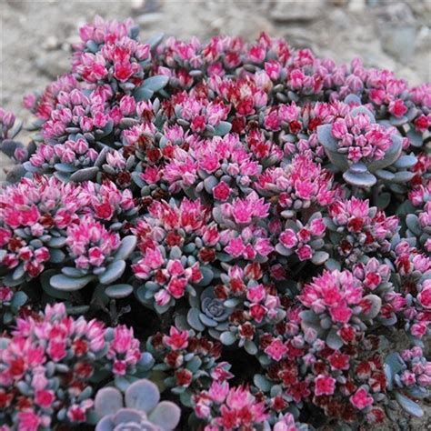 Primo piano delle foglie rosse di Sedum 'Cherry Tart'