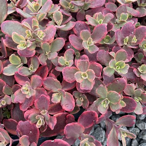Sedum Sunsparkler® in un vaso da appendere