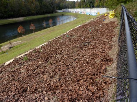 Pacciamatura con corteccia per mantenere l'umidità del terreno