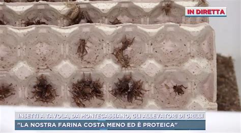 Allevamento di grilli per farina