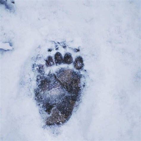 Impronte di orso sulla neve