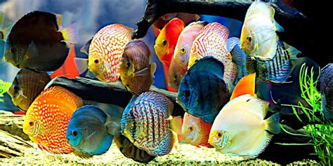 Pesci tropicali colorati in un acquario