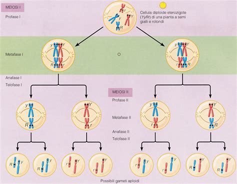 Diagramma che illustra la meiosi e l'appaiamento cromosomico