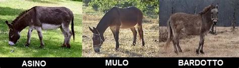 Illustrazione di un mulo e un bardotto