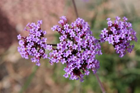 Campo di Verbena in fiore