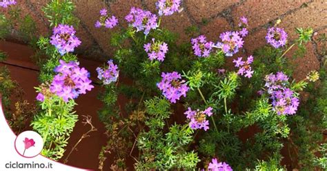 Vaso con Verbena fiorita su un balcone