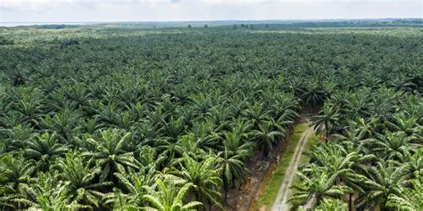 Mappa delle piantagioni di palma da olio in Indonesia