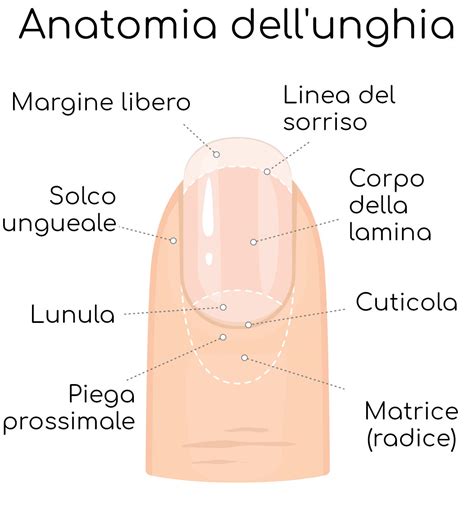 Unghia del pollice con spaccatura verticale