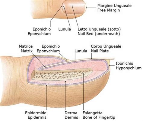 Anatomia dell'unghia