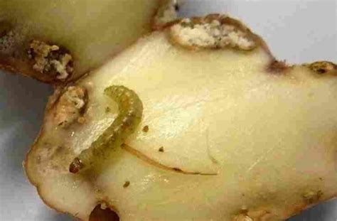Danni della tignola sui tuberi di patata