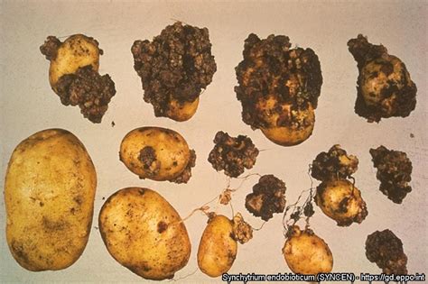 Tuberi di patata con rogna nera