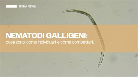 Ciclo vitale dei nematodi galligeni