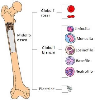 Struttura del midollo osseo e cellule emopoietiche