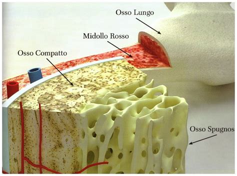 Diagramma dell'agoaspirato di midollo osseo
