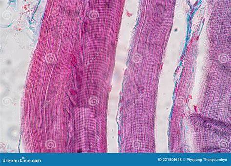 Microscopio con campione di tessuto