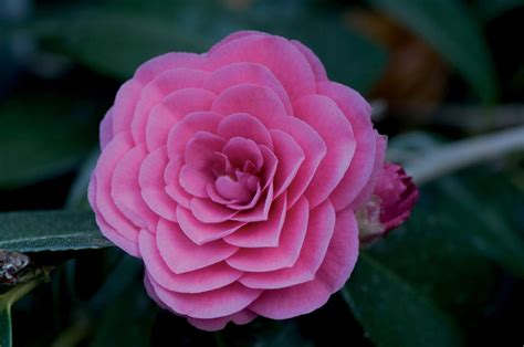 Varietà di camelie e i loro fiori