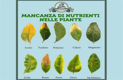 Sintomi di carenze nutrizionali nelle foglie di camelia