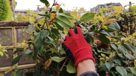 Tecniche di potatura per una camelia sana