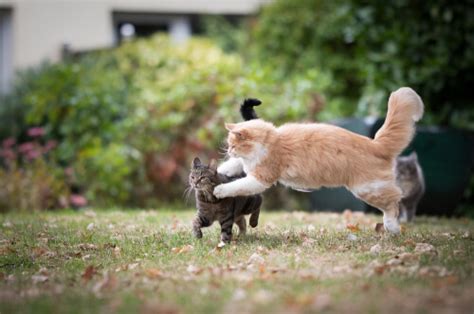 Gatti che si mordono il collo giocando