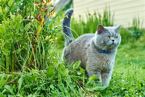 Gatto che marca il territorio