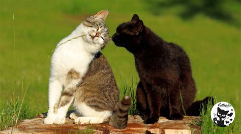 Gatti che si accoppiano
