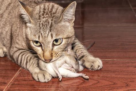 Gatto che caccia