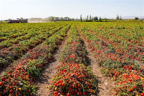 Campo di pomodori maturi sotto il sole estivo