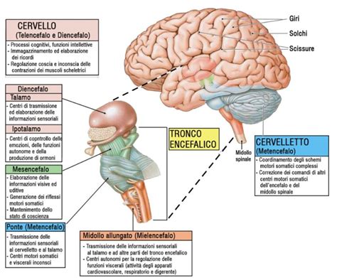 Diagramma degli effetti degli inalanti sul sistema nervoso centrale