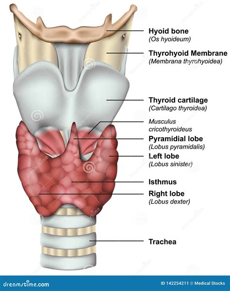 Schema anatomico della ghiandola tiroidea e della sua posizione nel collo