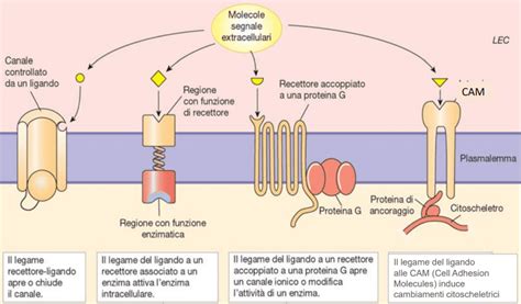 Illustrazione del legame degli anticorpi TSI ai recettori del TSH sulla cellula tiroidea